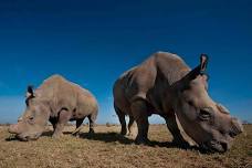 Ol Pejeta Conservancy Day Tour from Nairobi: Explore East Africa's Largest Black Rhino Reserve