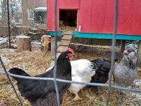Backyard Farm School: Chickens