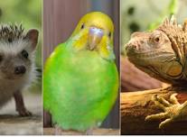 Sevierville TN Exotic Pet Expo Aug 3 & 4, 2024