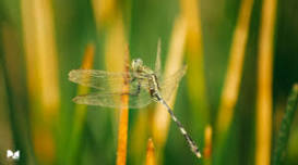 Odonata (Dragonfly and Damselfly) Survey Blitz