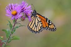 Using Keystone Plants to Bring Pollinators to Your Yard