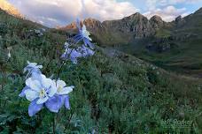 Colorado Wildflowers with Jeff Parker