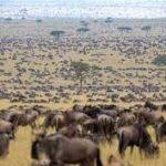 Great Migration in Masai Mara 2024