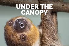 Under The Canopy: Animals of the Rainforest