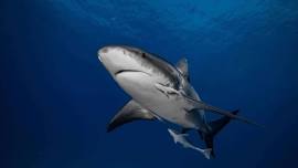 Citizen Science Diving | Bull Shark Monitoring | Isla Murciélago | Sunday June 2nd