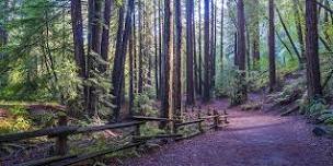 Ridgetop Redwoods Walking Tour