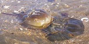 MAY 23 Horseshoe Crab Monitoring - Leonardo Public Beach, Middletown NJ