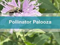 Pollinator Palooza