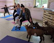 Goat Yoga at Hidden Timber Soul Sanctuary