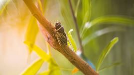 Dirty Diggers: Cicada Invasion