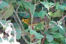Bird Hike Led by John Deacon (Ornithologist) |  Oso Flaco Lake: 6.14.24