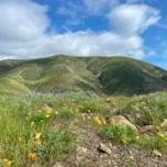 San Pedro Valley Park: Trail and Habitat Restoration Work Days