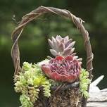 The Secrets of Creating Your Own Succulent Garden Container Workshop