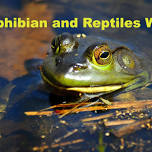 Amphibian and Reptiles at Lake Erie State Park