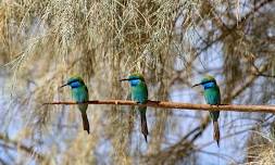 Armidale Birdwatchers