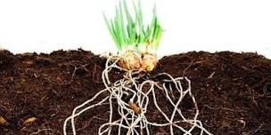 Rhizome plant cultivation and care training,