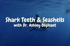 Shark Teeth & Seashells with Dr. Ashley Oliphant @ Rourk