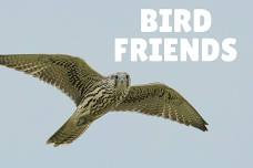 Bird Friends with SkyWatch Bird Rescue @ Leland