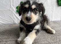 Rescue Dog Adoption