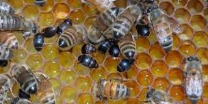 May Beekeeper Meeting