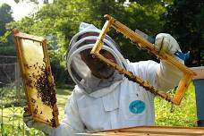 All About Bees & Beekeeping