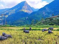 Sapa Best Color Adventures with Rice Harvesting