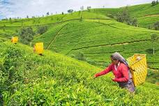 Nuwara Eliya Day Tour: Private Trip from Kandy Featuring Tea Plantations and Nature Sights