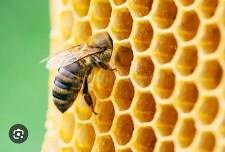 Intro to Beekeeping Class 