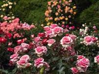 Garden Workshop: Rose Garden Tour