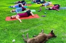 Fly and Flow - Yoga with Reindeer