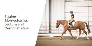 Improve your horses physical wellness, performance, and longevity by integrating Equine Biomechanics into your training and riding