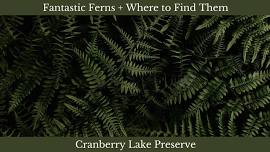 Fantastic Ferns + Where to Find Them
