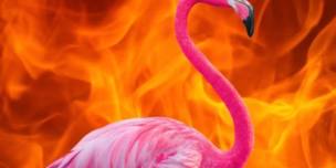 Fiery Flamingo
