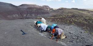Fossil Dig: Discovery and Excavation