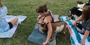 Copy of Goat yoga of Southern IL @ Schlafly in Highland IL
