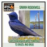 GPS-Tracking Purple Martins to Brazil and Back