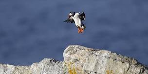 Explore Seabirds & Puffin Conservation on the Maine Coast