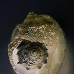 Shellapalooza: A Fossil Shell Art Exhibition