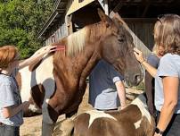Mindfulness & Healing with Horses Meetup