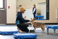 Canine Training Camp