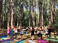 Yoga in the Pines