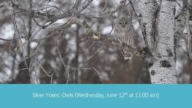 Silver Foxes: Owls