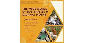 The Wide World of Butterflies & Diurnal Moths