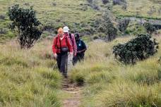 Horton Plains National Park tour: Explore montane grasslands and cloud forests in Ohiya