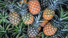 MONTHLY MEETING - PINEAPPLE GROWING w/ Richard Siegel - Rare Fruit Council Palm Beach County - WPB