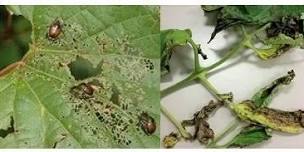 Plant & Insect Diagnostic Clinic — Anoka County Master Gardeners