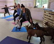 Goat Yoga – Hidden Timber Soul Sanctuary
