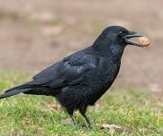 Lifelong Learner Lunch: Crows and other Corvids